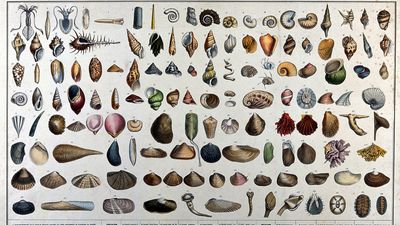 Conchyliologie Tableau de la Classification des Coquilles