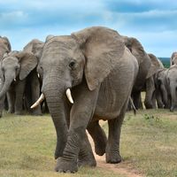 African elephant