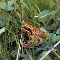 Wood frog