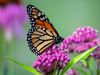 The video thumbnail image shows a monarch butterfly perched on a plant with purple flowers.