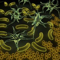Microbes
