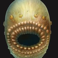 Saccorhytus