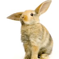 Bunny