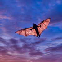 Blind as a bat?