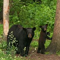 bear