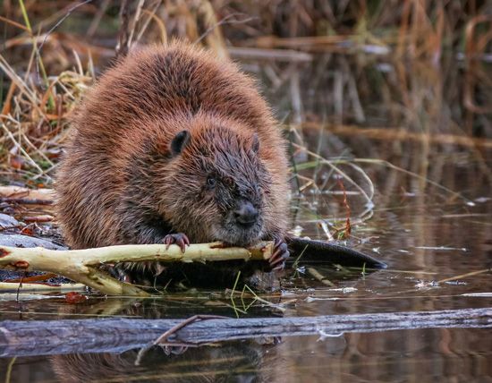 Beaver