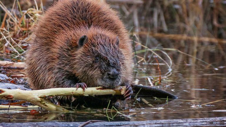 Beaver