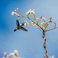 bee hummingbird