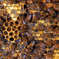 honeybee colony