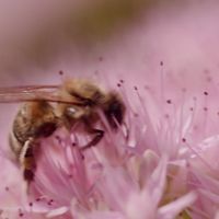 importance of bees