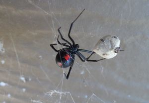 black widow spider