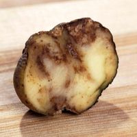 potato: late blight