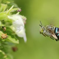Solitary bee