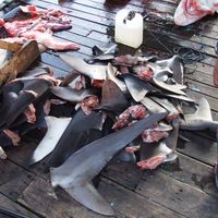 Shark fins