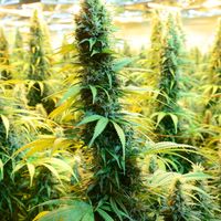 marijuana