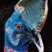 Common, or southern, cassowary (Casuarius casuarius).