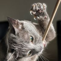 Playful cat