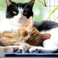 domestic cats