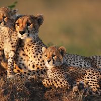 Cheetahs
