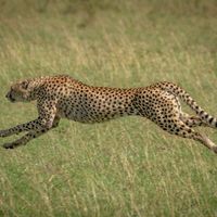 A sprinting cheetah