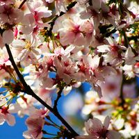 Cherry blossoms in bloom