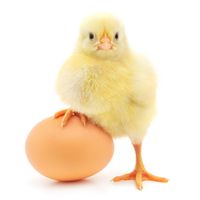 Chicken and egg