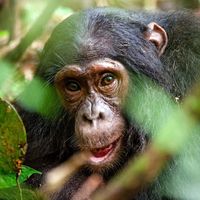 ape