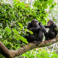 Chimpanzees