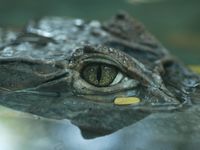 Crocodile