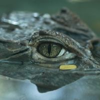 Crocodile