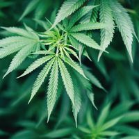 Marijuana