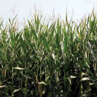 Genetically engineered corn (maize)
