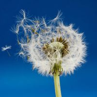 Seed dispersal