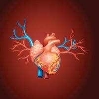 Human heart