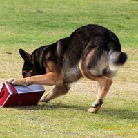 German shepherd