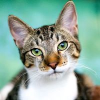 Domestic tabby cat
