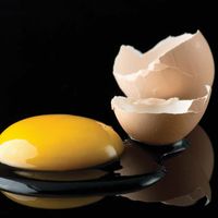 egg