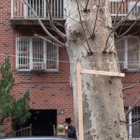 An eruv in Brooklyn