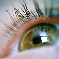 Eye and eyelashes