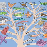 Phylogenetic tree