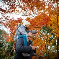 Autumn leaves