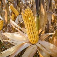 Dent corn