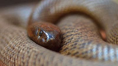 fierce snake