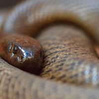 fierce snake
