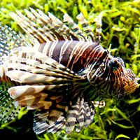 Lionfish