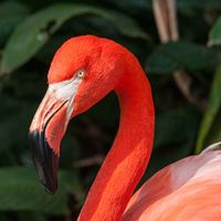 flamingo