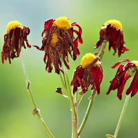 Wilted flowers