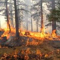 Forest fire