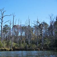 Ghost forest