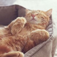 Sleeping ginger cat